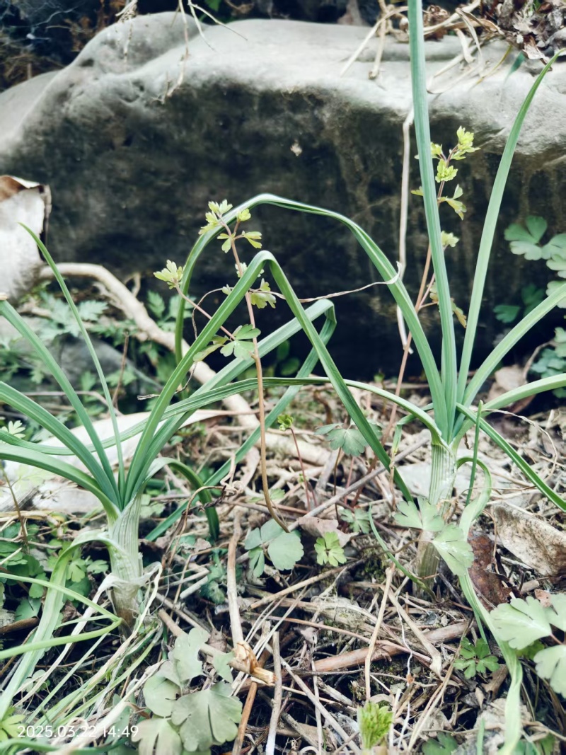 新鲜野葱，现挖发货