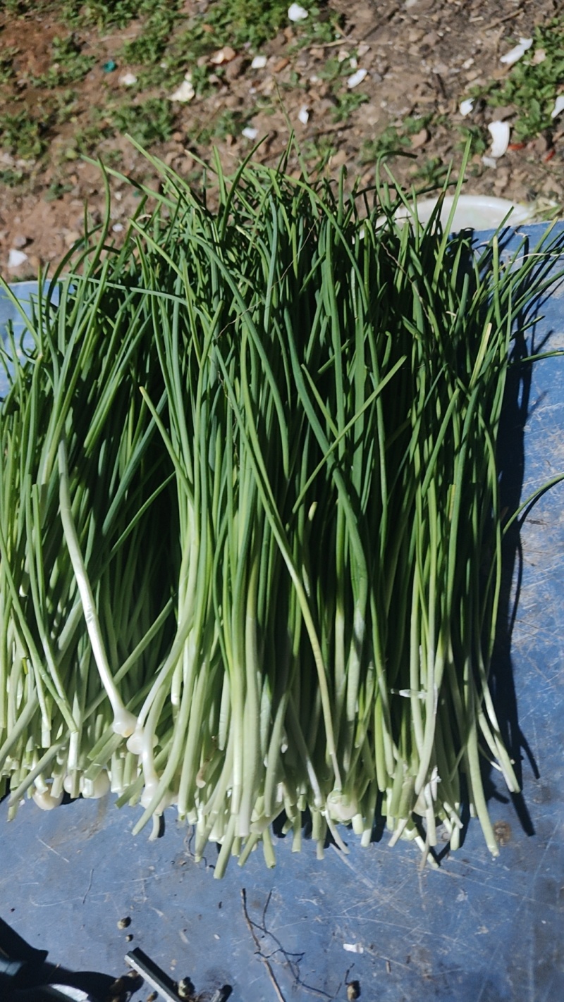 新鲜野葱，现挖发货