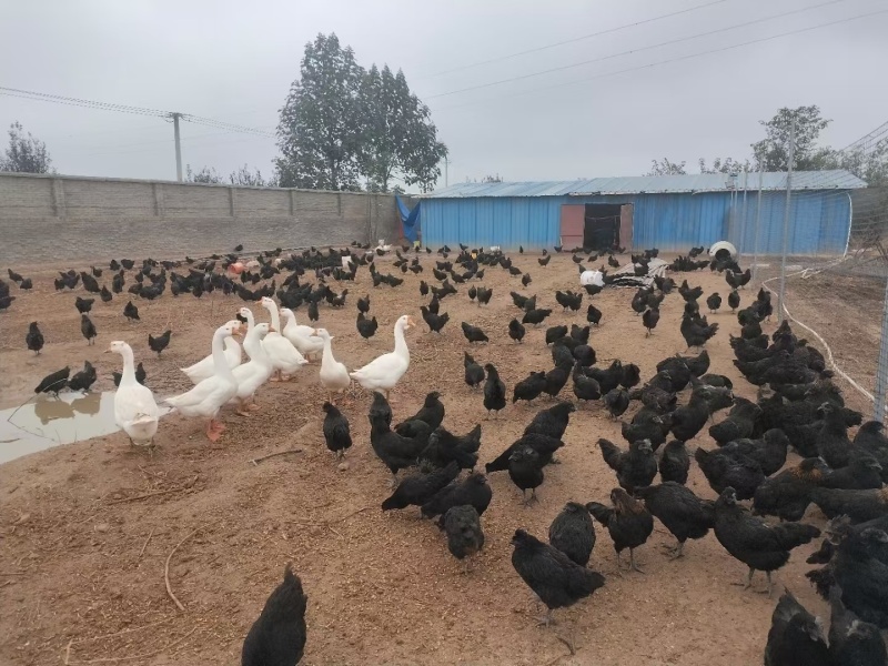 乌鸡鸡蛋，散养土鸡蛋绿壳鸡蛋大量上市，基地直供品质保证