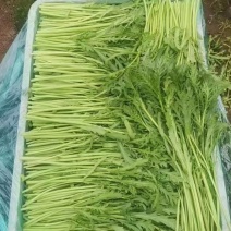 山东光杆茼蒿菜大量上市对接商超农贸电商平台支持全国发货