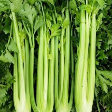 精品芹菜香芹产地直发量大从优万亩基地全国代发