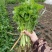 精品芹菜香芹产地直发量大从优万亩基地全国代发