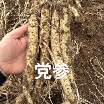 党参种子，党参籽，多年生，5斤以上非边远地区包邮