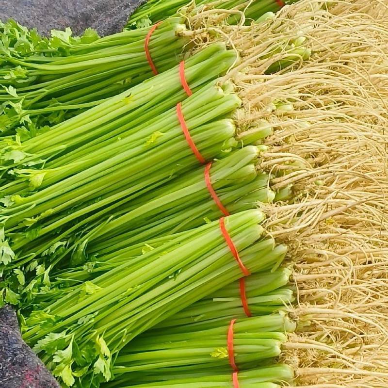 精品西芹量大从优一手货源万亩基地全国代发