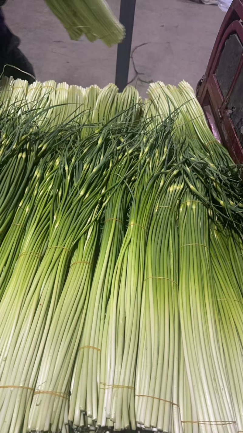 成都蒜苔