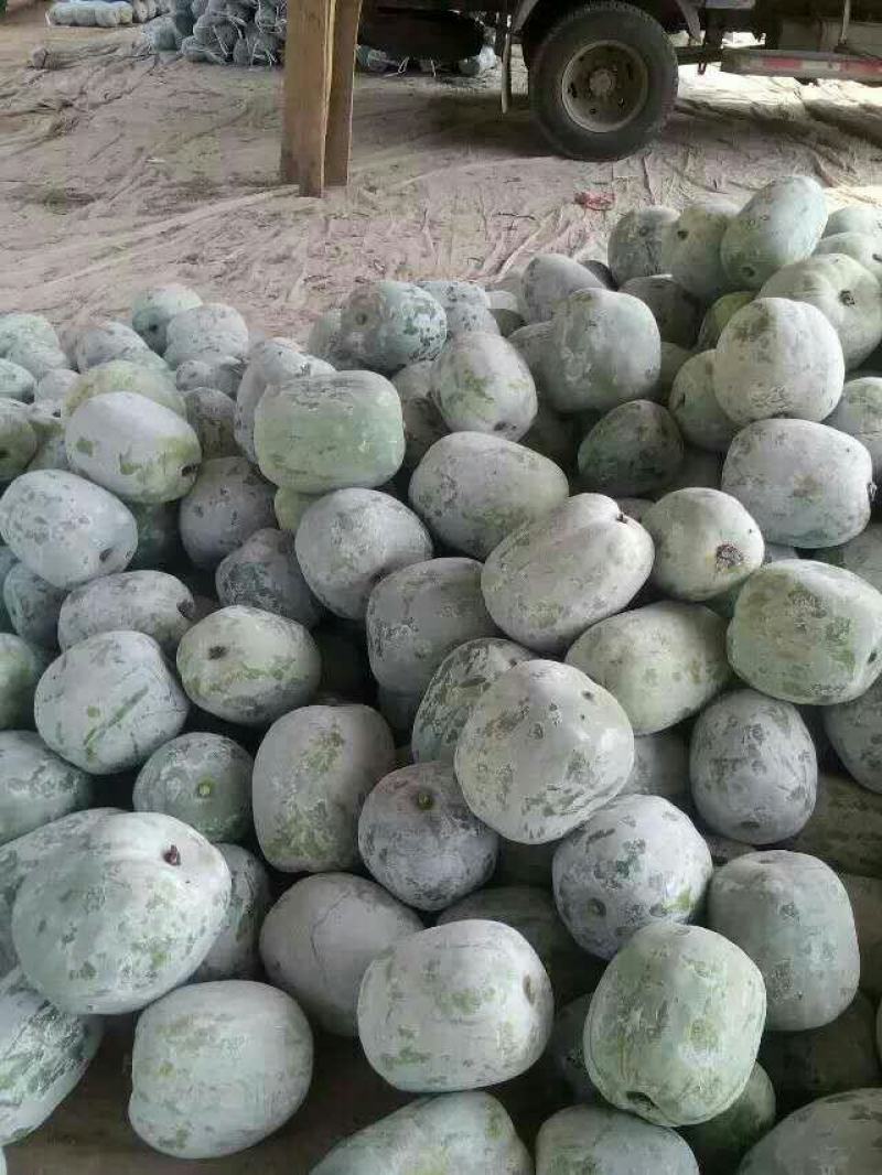 白皮冬瓜2斤以上吊冬瓜产地货源充足量大从优欢迎联系