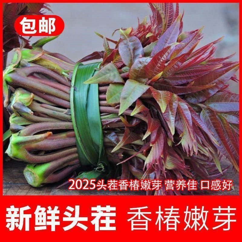 山东香椿芽红油香椿芽产地。对接电商市场要货，提前订可代发