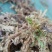 大绒苔藓有现货1500斤