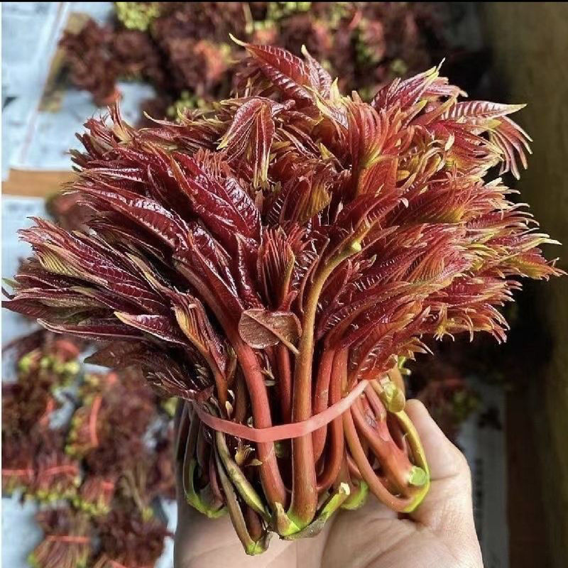 山东香椿芽红油香椿芽产地。对接电商市场要货，提前订可代发