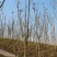 山东香椿芽红油香椿芽产地。对接电商市场要货，提前订可代发