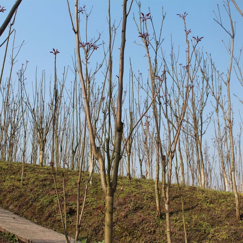 山东香椿芽红油香椿芽产地。对接电商市场要货，提前订可代发