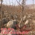 山东香椿芽红油香椿芽产地。对接电商市场要货，提前订可代发