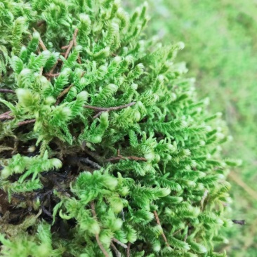 大绒苔藓有现货1500斤