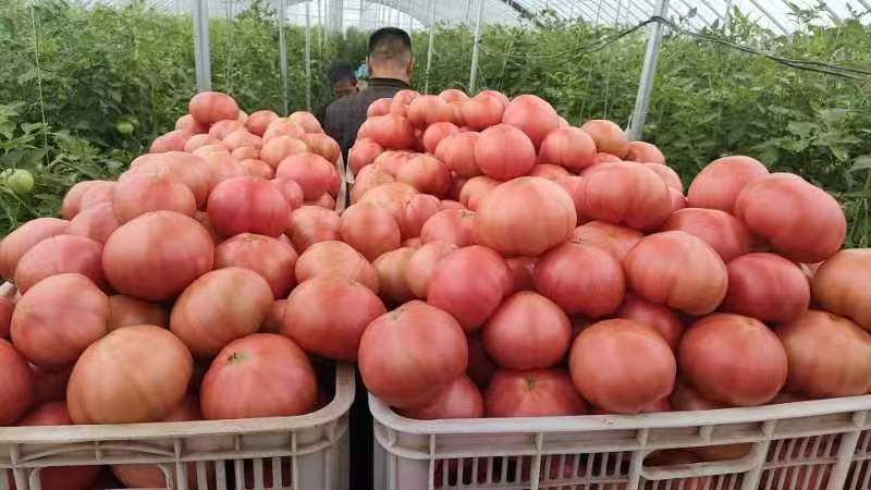 精品西红柿对接全国商超市场电商大量现货品质保