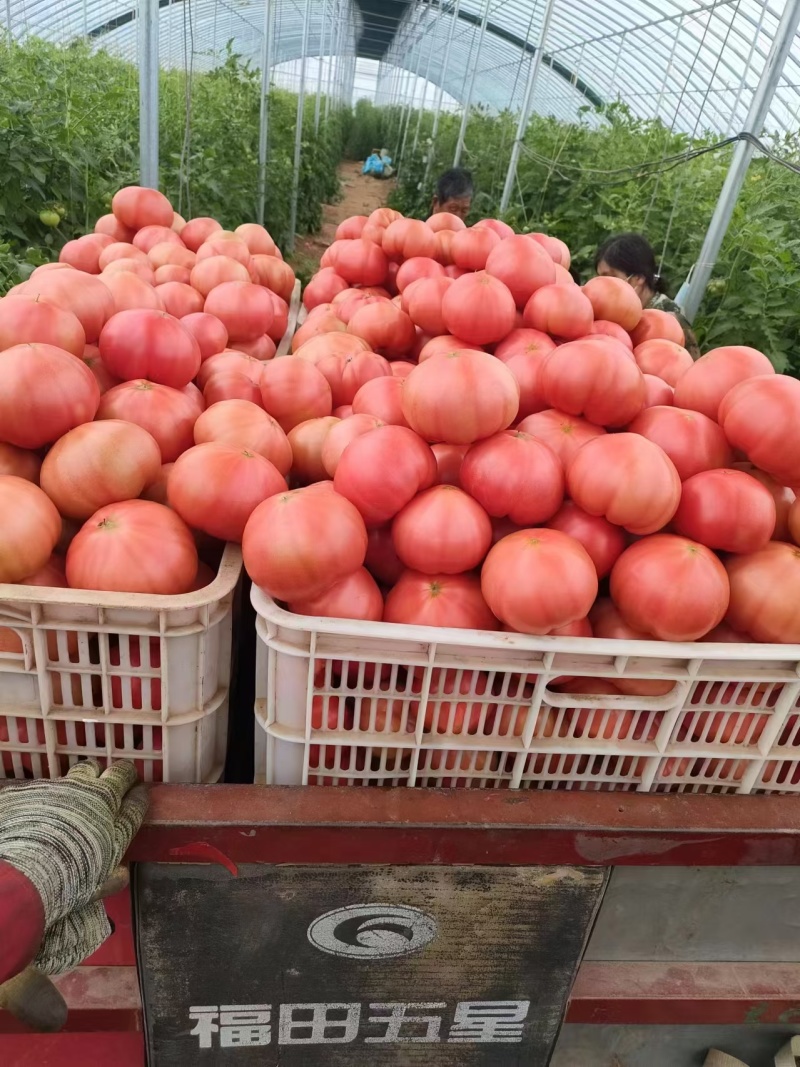 精品西红柿对接全国商超市场电商大量现货品质保