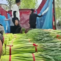 红帽蒜苔