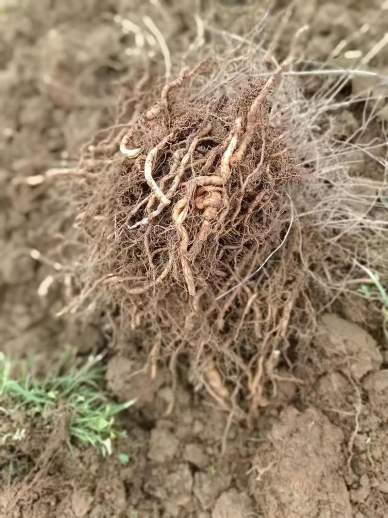 【江西产地】粉防己种苗基地直供