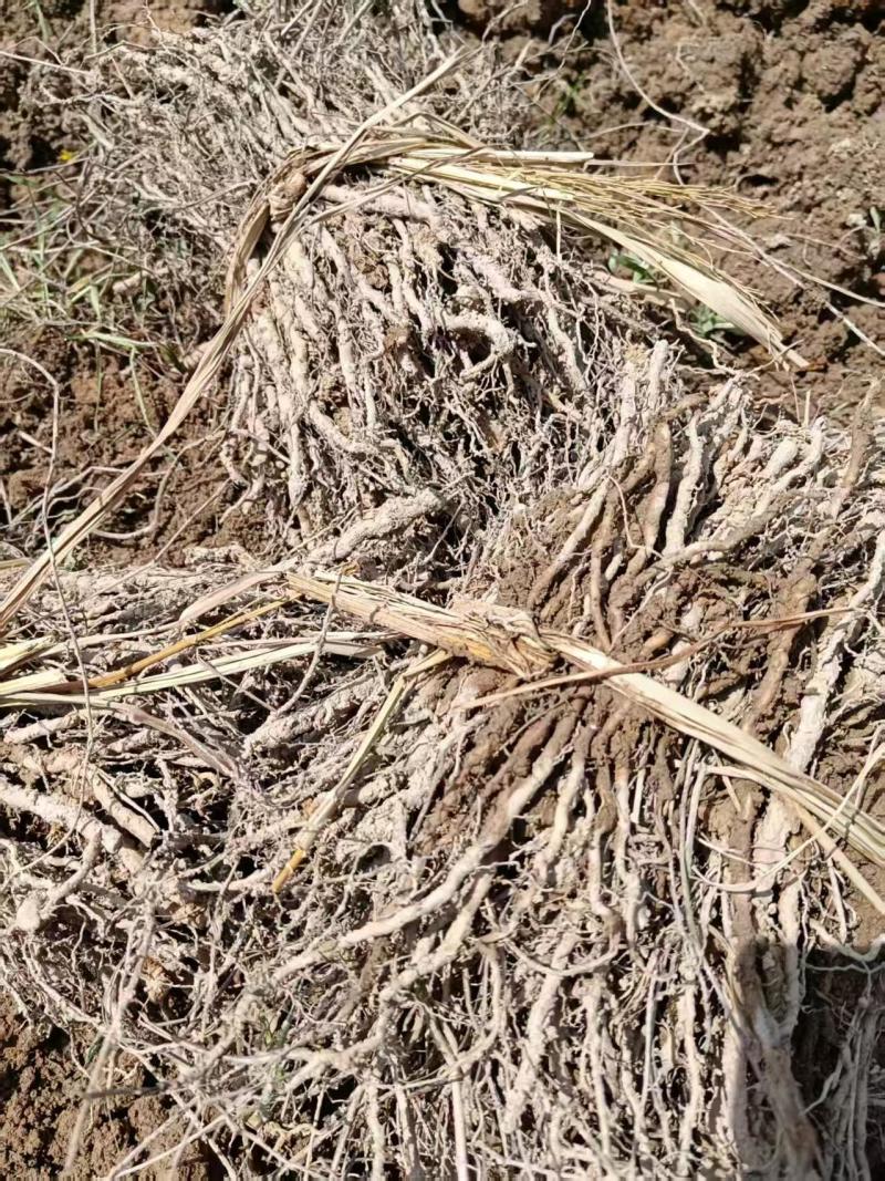 【江西产地】粉防己种苗基地直供
