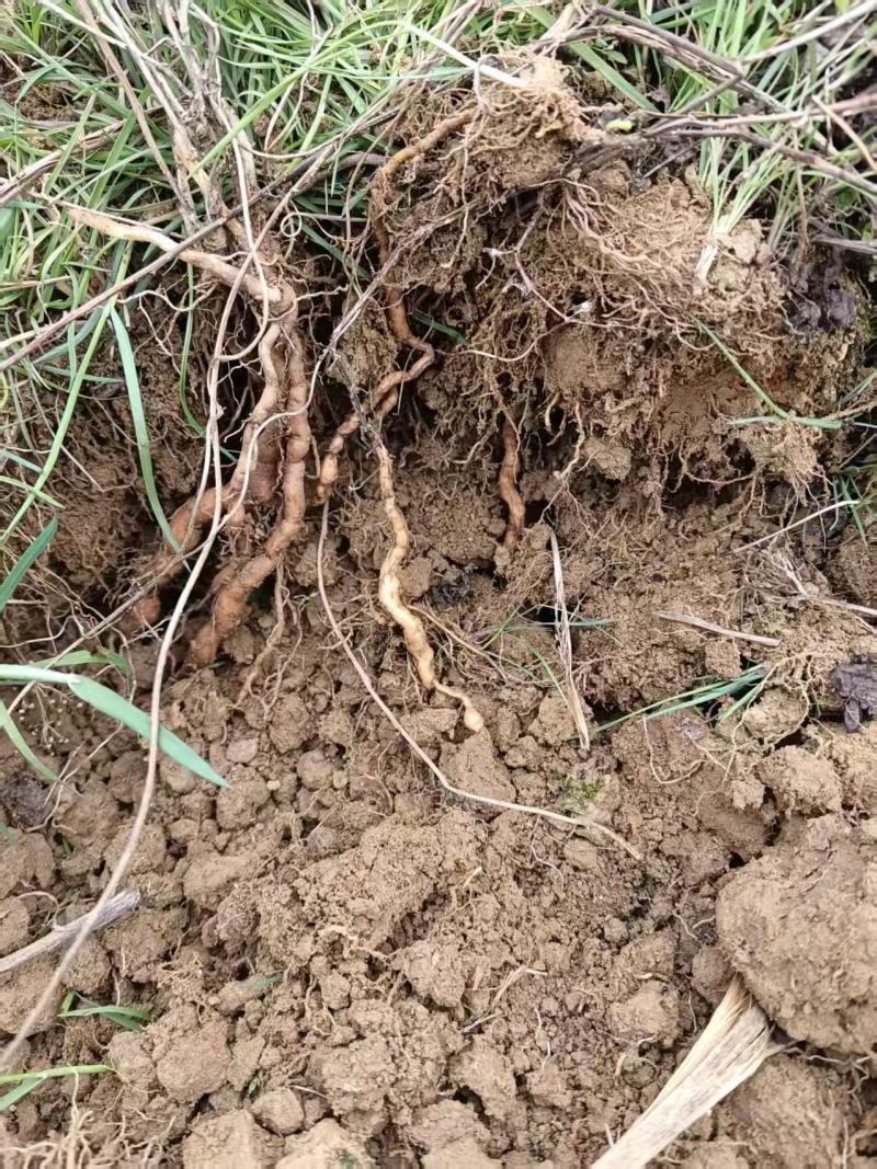 【江西产地】粉防己种苗基地直供