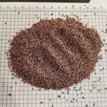 藏莲荚干货藏莲荚中药材量大从优！欢迎选购！
