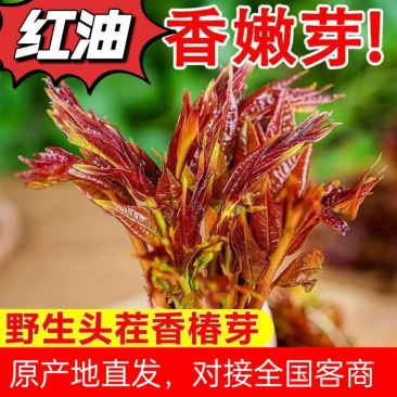 山东红油香椿芽，头茬，长度10到15公分长，新鲜现摘，可