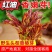 山东红油香椿芽，头茬，长度10到15公分长，新鲜现摘，可