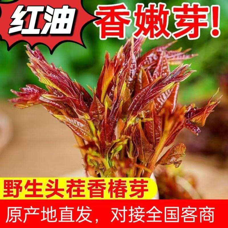 山东红油香椿芽，头茬，长度10到15公分长，新鲜现摘，可
