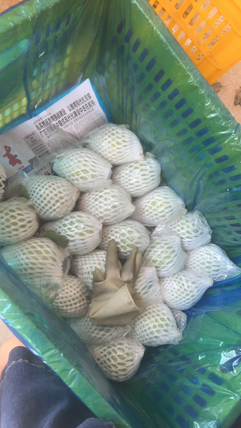 蕃石榴