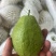 蕃石榴