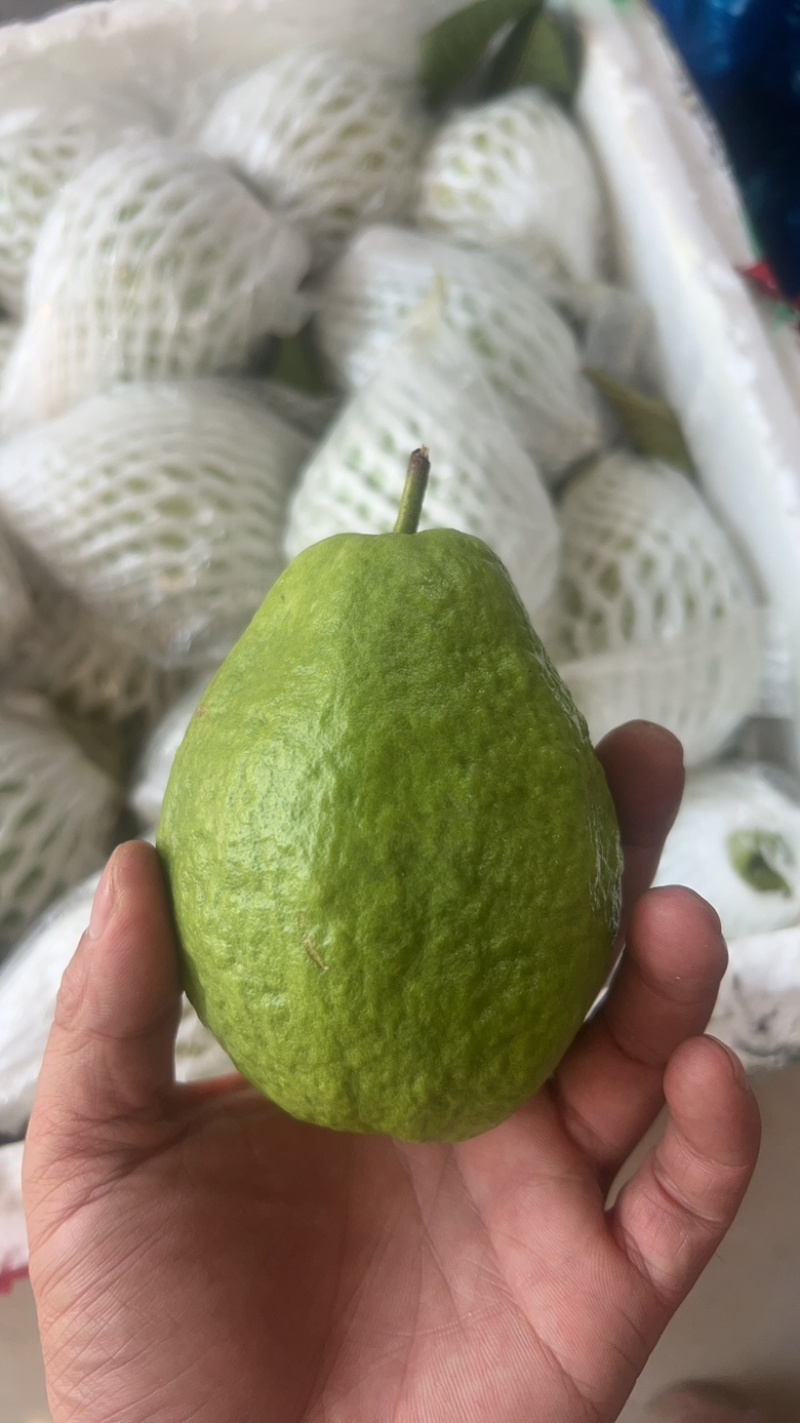 蕃石榴
