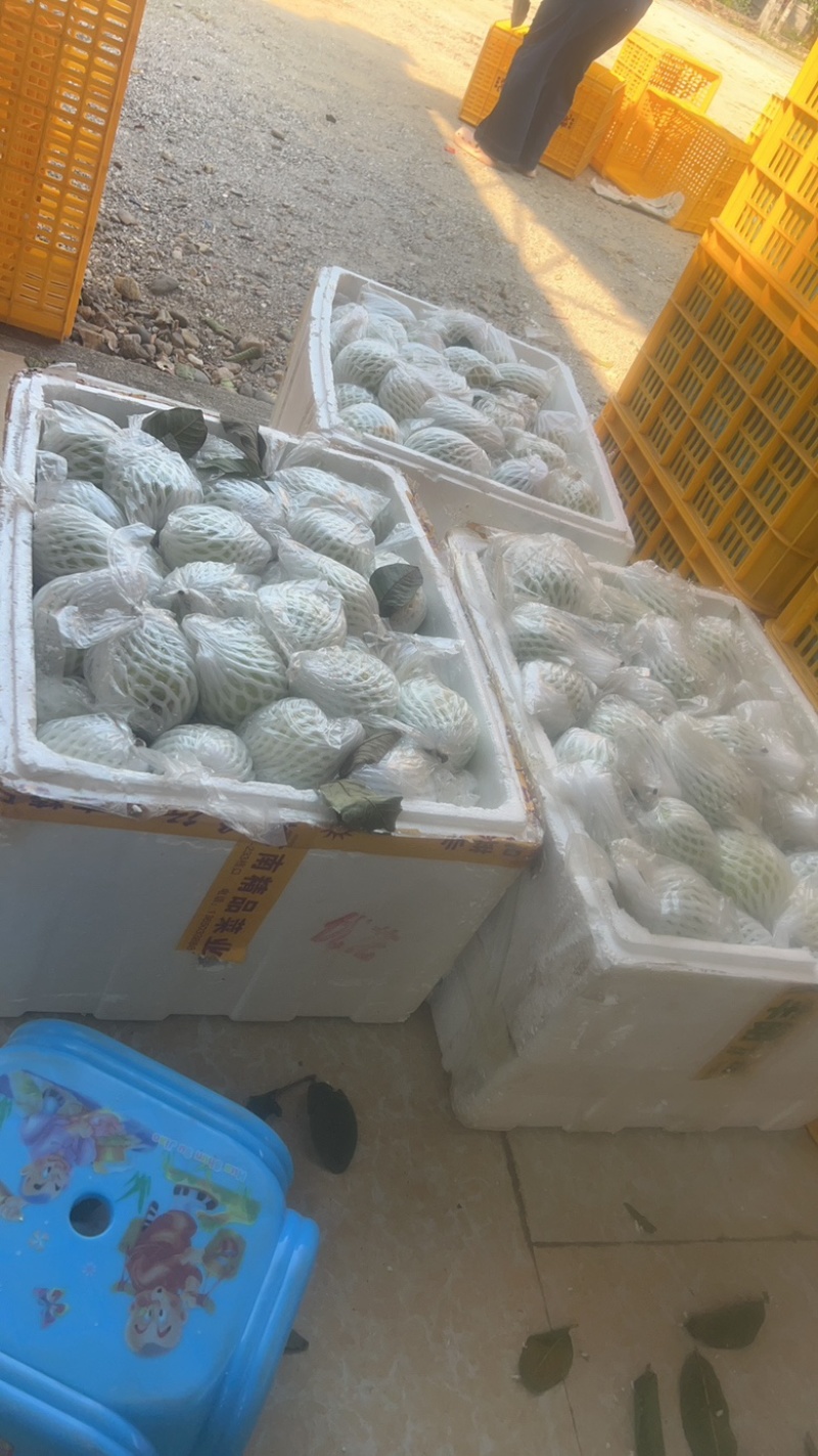 蕃石榴