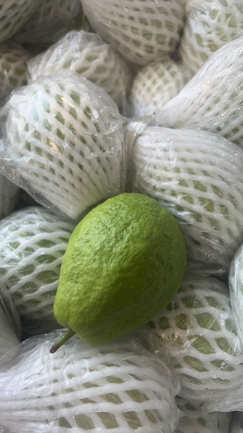 蕃石榴