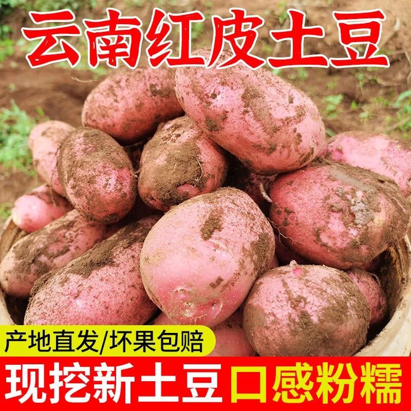 云南老品种土豆青薯9号红皮黄心洋芋产地直销一件代发批发