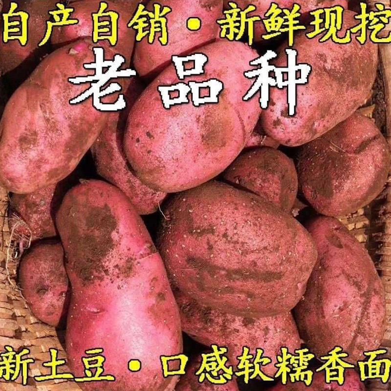 云南老品种土豆青薯9号红皮黄心洋芋产地直销一件代发批发