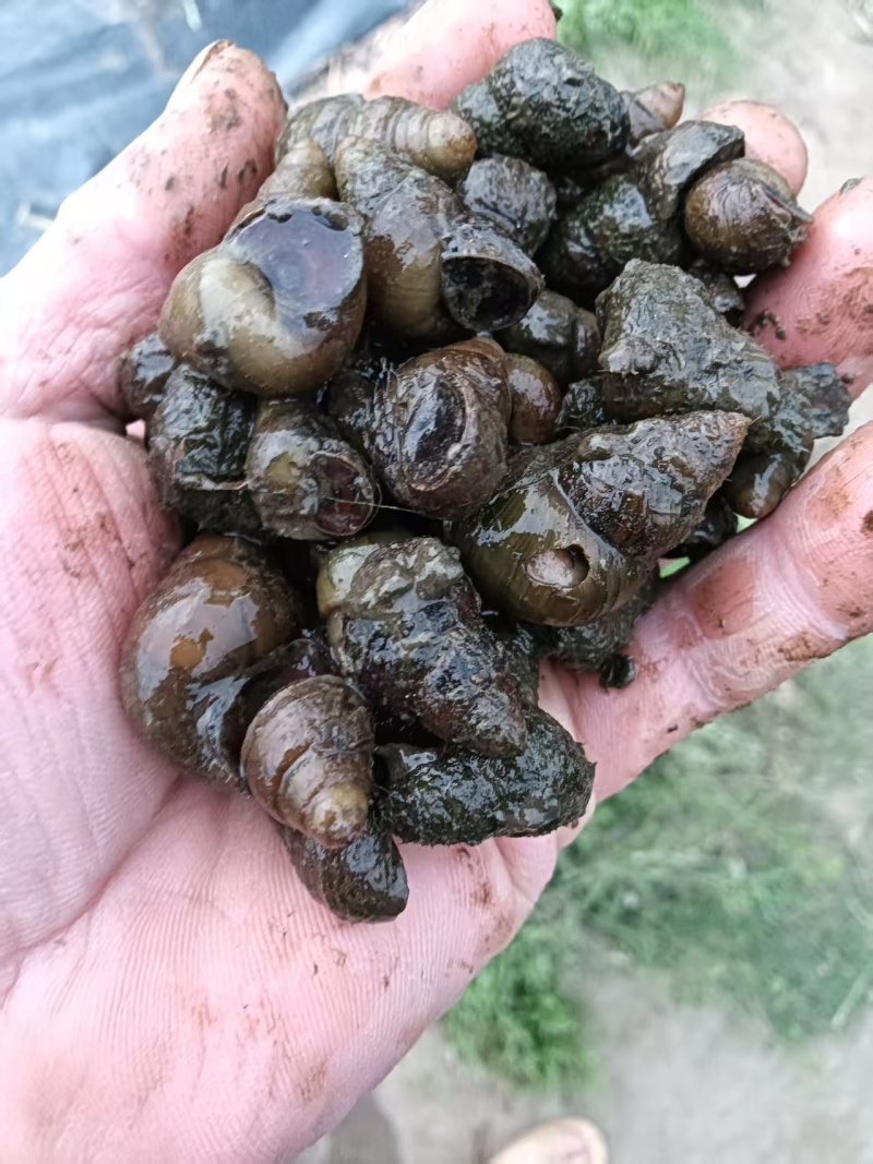 新鲜螺狮