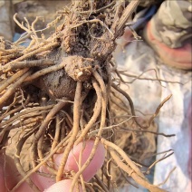朱砂点苍术北苍术种苗基地直供现货批发可视频看货
