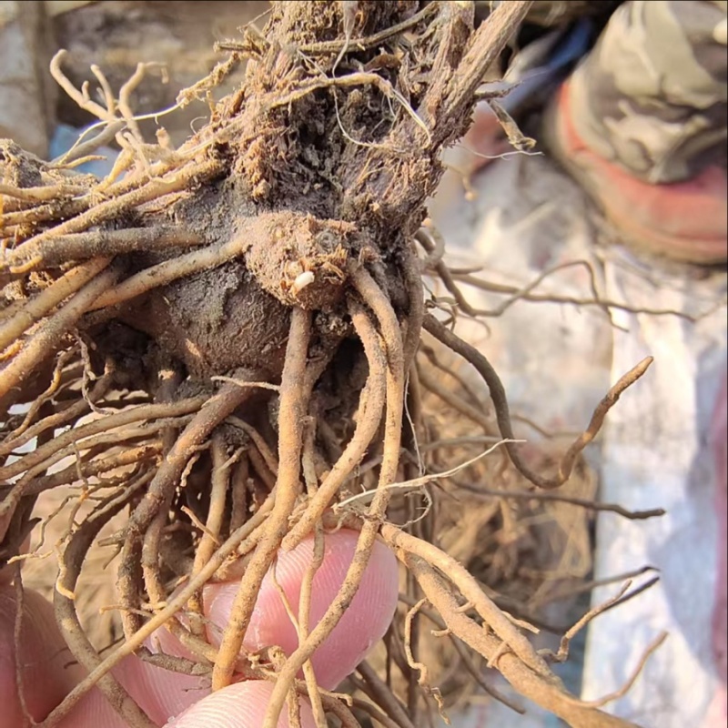 朱砂点苍术北苍术种苗基地直供现货批发可视频看货