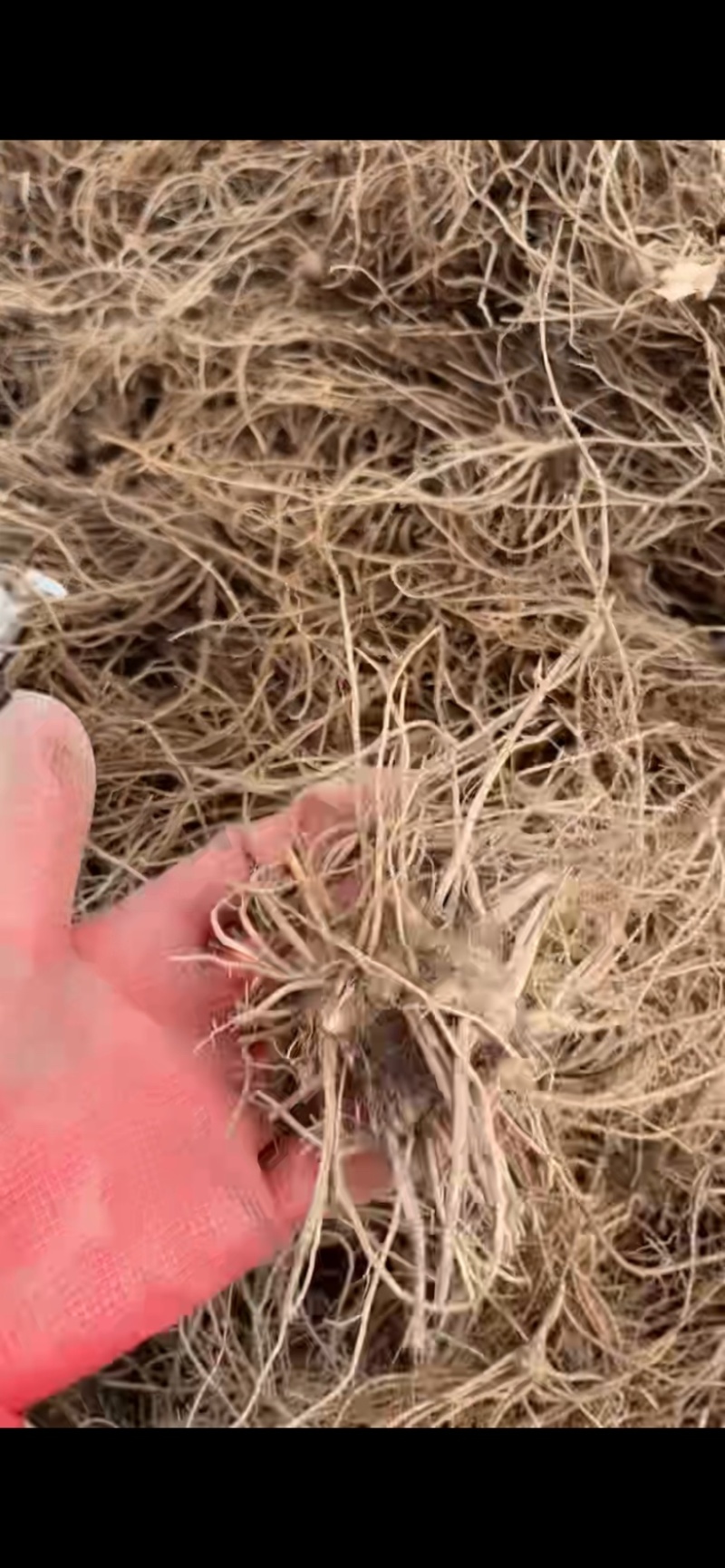 朱砂点苍术北苍术种苗基地直供现货批发可视频看货