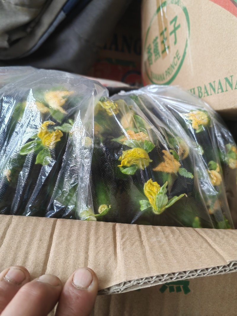 精品黄瓜，可供应市场，超市，电商