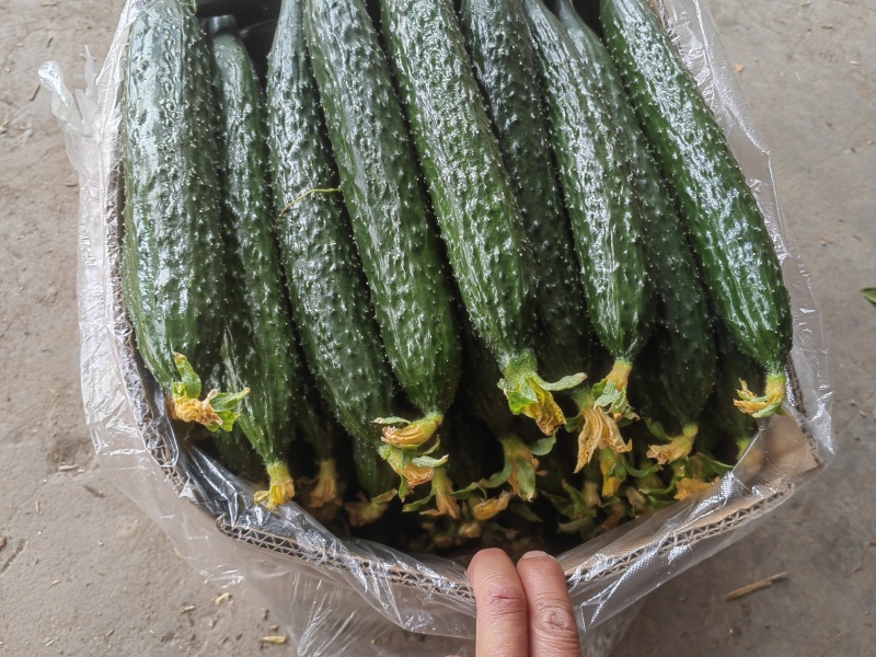 精品黄瓜，可供应市场，超市，电商