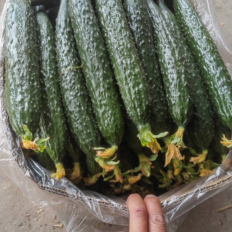精品黄瓜，可供应市场，超市，电商