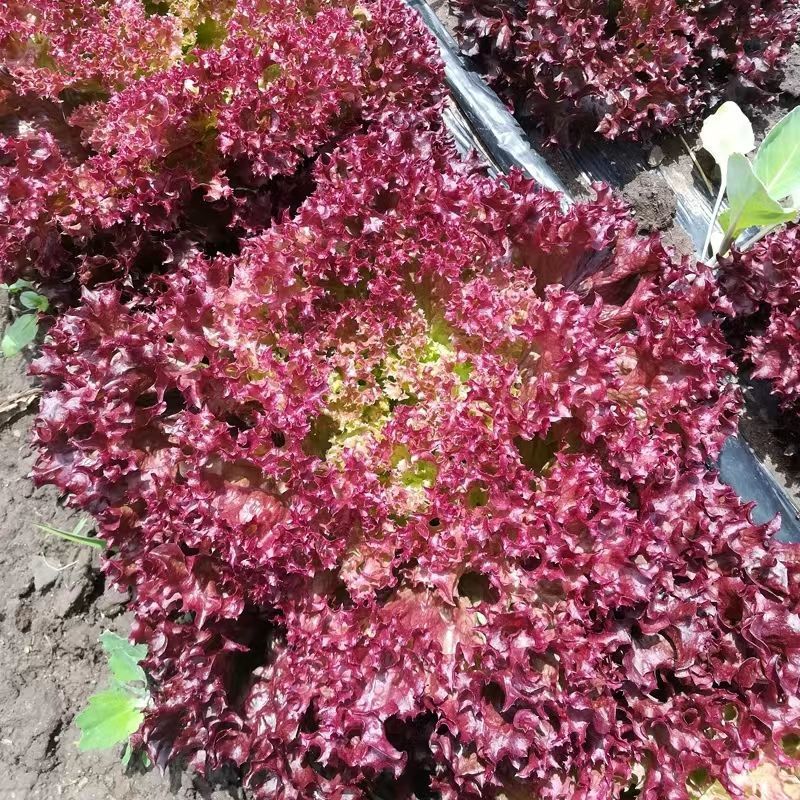 德美紫莎紫叶生菜种子紫红色易种生菜籽春秋农家田园庭院蔬菜