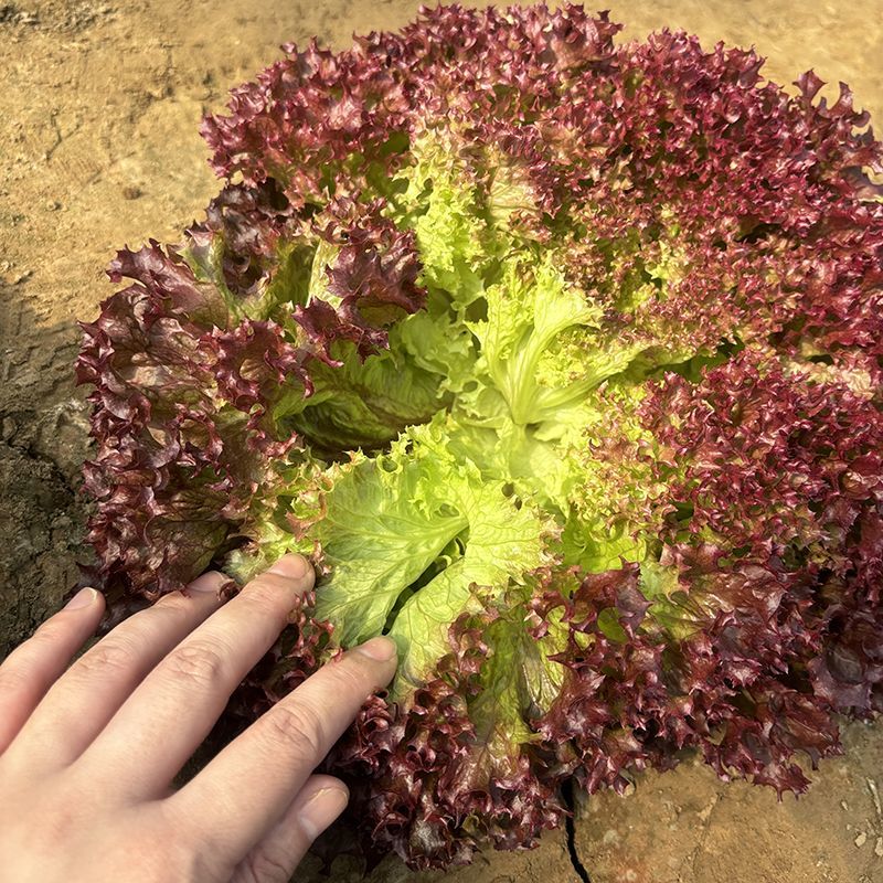 德美紫莎紫叶生菜种子紫红色易种生菜籽春秋农家田园庭院蔬菜