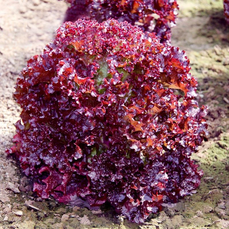 德美紫莎紫叶生菜种子紫红色易种生菜籽春秋农家田园庭院蔬菜