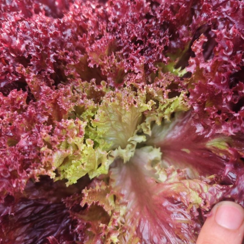 德美紫莎紫叶生菜种子紫红色易种生菜籽春秋农家田园庭院蔬菜