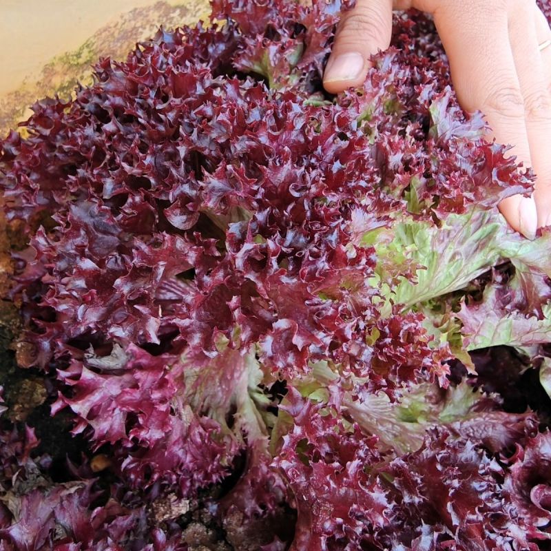 德美紫莎紫叶生菜种子紫红色易种生菜籽春秋农家田园庭院蔬菜