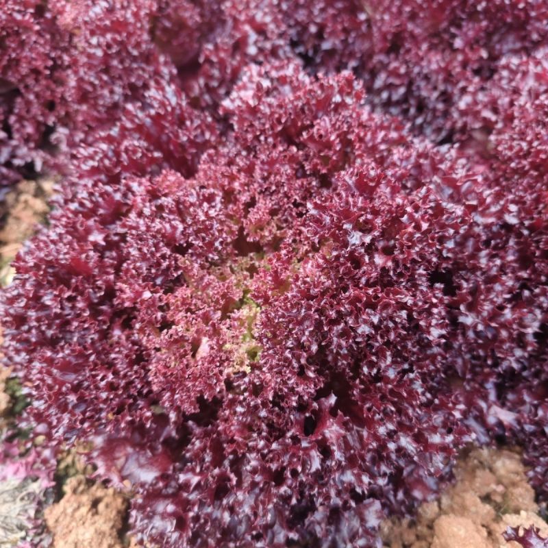 德美紫莎紫叶生菜种子紫红色易种生菜籽春秋农家田园庭院蔬菜