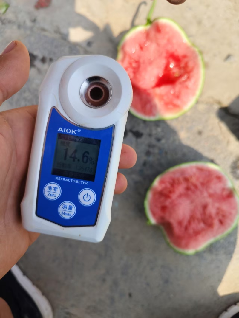 陕西渭南小糖丸西瓜新鲜大量上市，一手货源视频看货