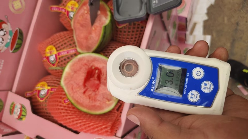 陕西渭南小糖丸西瓜新鲜大量上市，一手货源视频看货