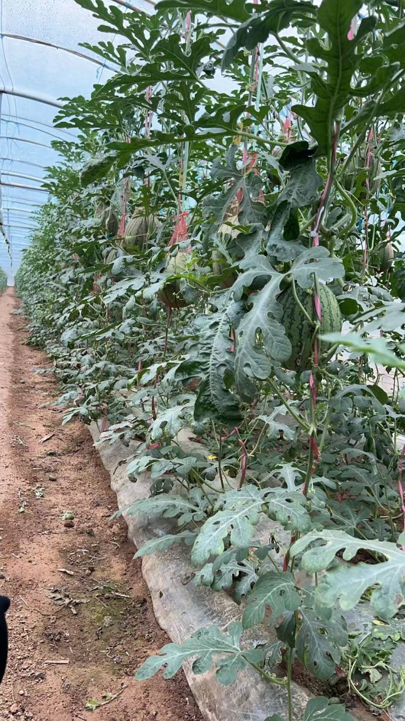 陕西渭南小糖丸西瓜新鲜大量上市，一手货源视频看货